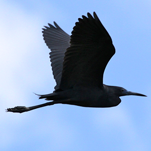 Great Blue Heron Silhouette