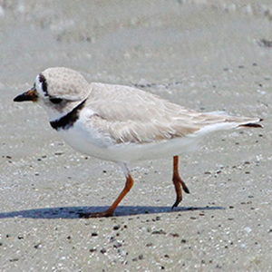 Piping Plover