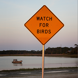 Watch for Birds